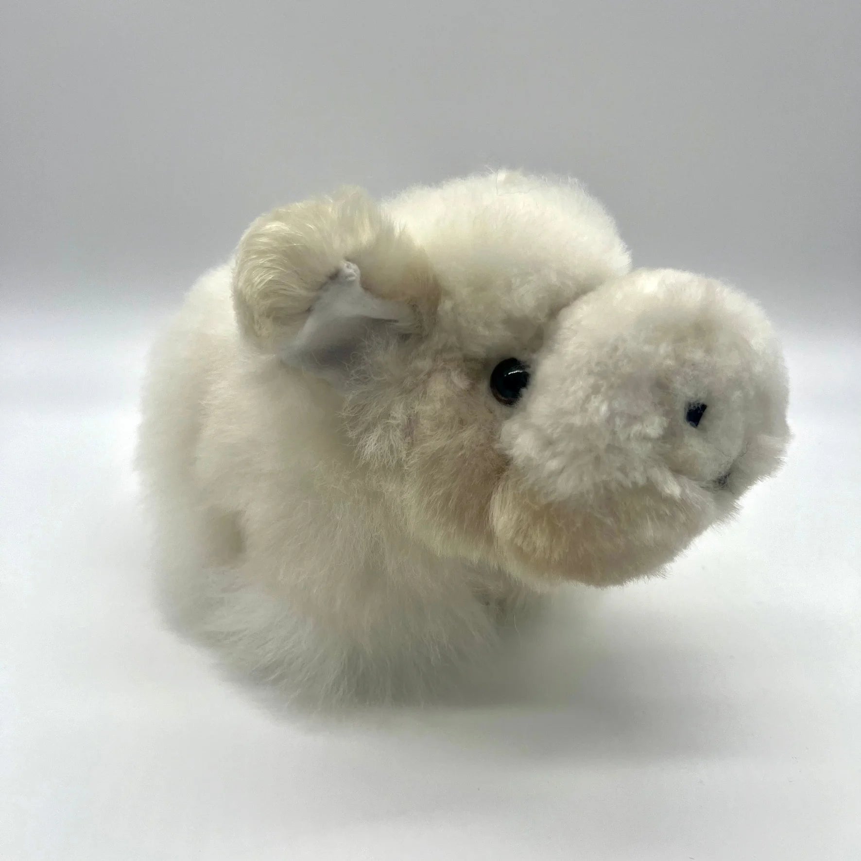 Lucky Pigs (Small)