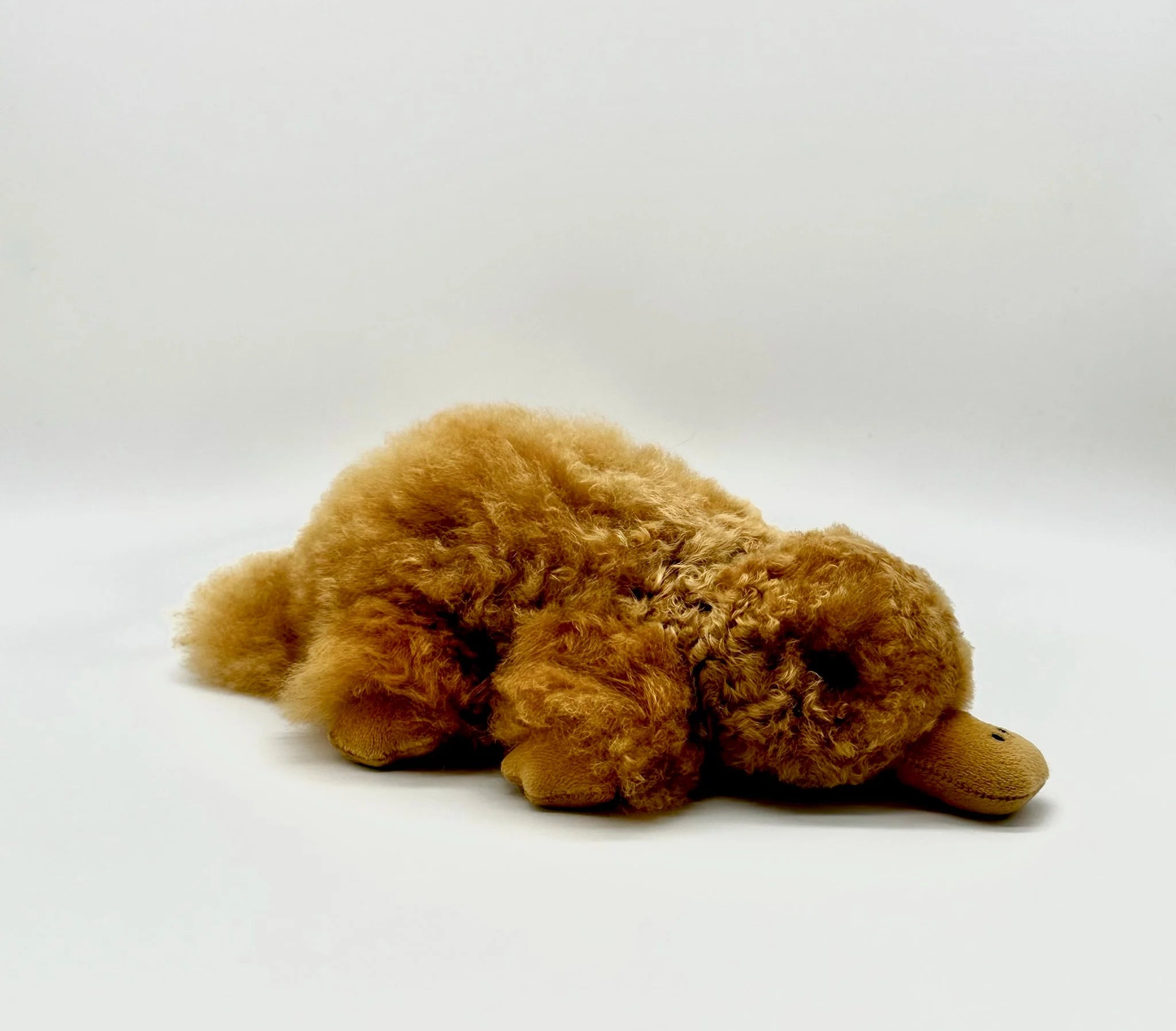 Lucky Platypus
